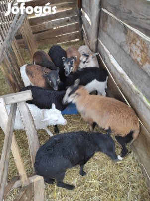 Dorper kameroni bárányok és anyák