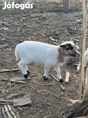 Dorper kis kos 