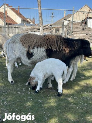 Dorper kos Dorper anya költözne, vagy csere .
