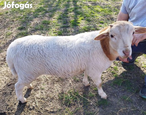 Dorper kos bárány