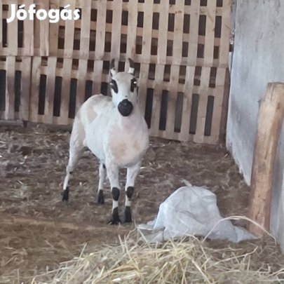 Dorper kos eladó