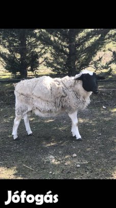 Dorper kos eladó