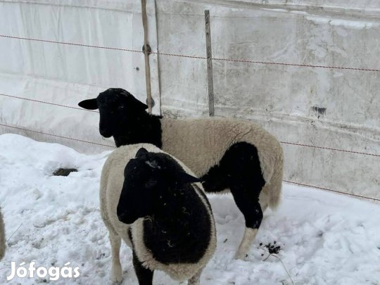 Dorper kosok eladóak