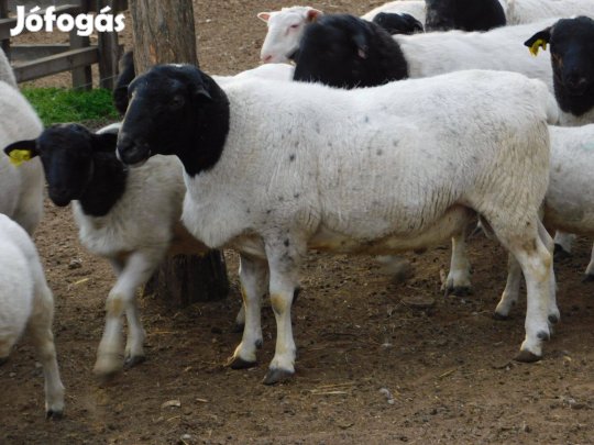 Dorper törzskönyves kosok