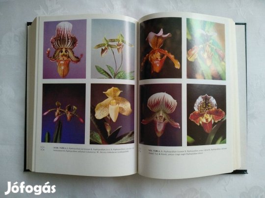 Dr Makara György Orchideák és Broméliák Trópusi őserdők növénycsodái