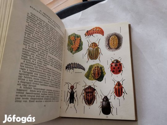 Dr. Hinfer Kálmán - Csák Zoltán - A burgonya tő- és levél- betegségei