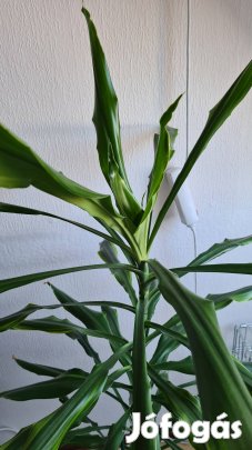 Dracaena Sárkányfa szobanövény