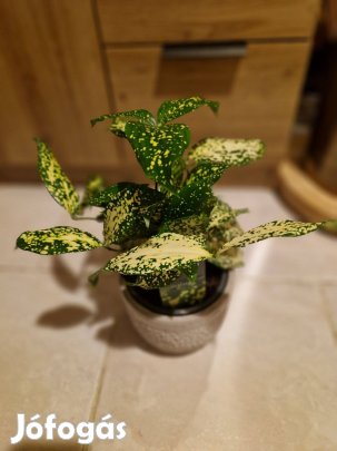 Dracaena surculosa 'Florida Beauty' - pöttyös sárkányfa