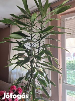 Dracena, sárkányfa, 2.5 méteres, kaspóban