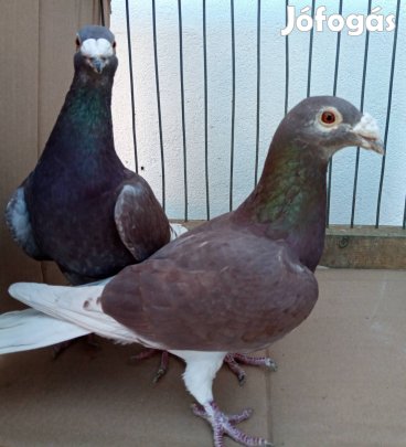 Dudoros posta galamb eladó.