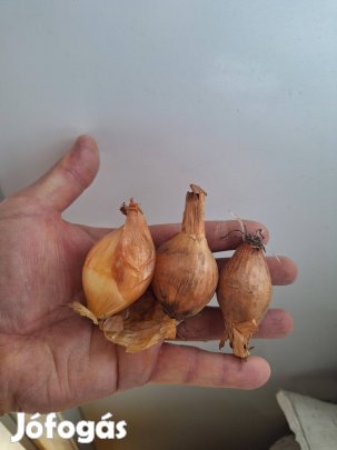 Dughagyma, újhagyma