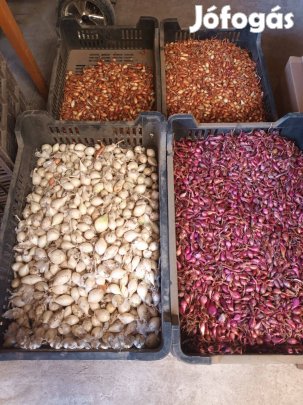 Dughagyma(makói,stuttgarti,lila és ezüst fehér)közvetlenül termelőtől