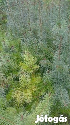 Duglasz fenyő kont.eladó