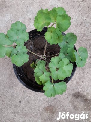 Duplavirágú harangláb.