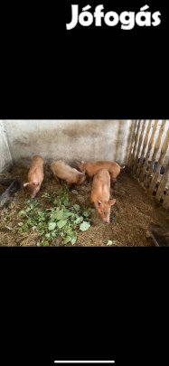 Duroc Durok x Pietrain malac malacok eladók!