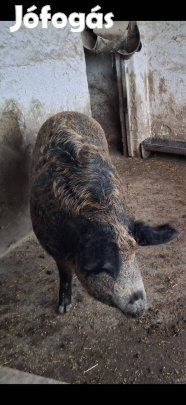 Duroc Mangalica hízók 