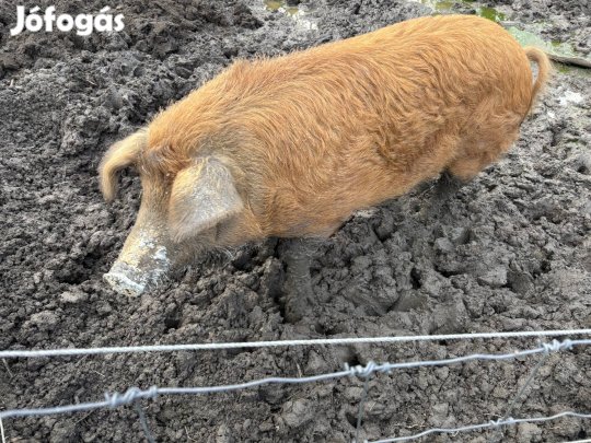 Duroc X Mangalica hizo 