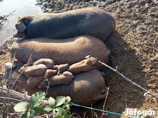 Duroc anyák 4