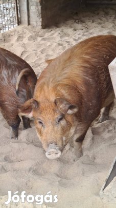 Duroc hízó ,pindur süldő eladó