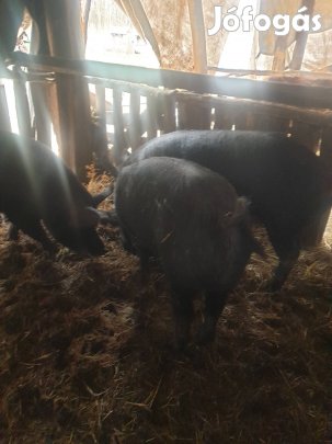 Duroc hizok eladók.