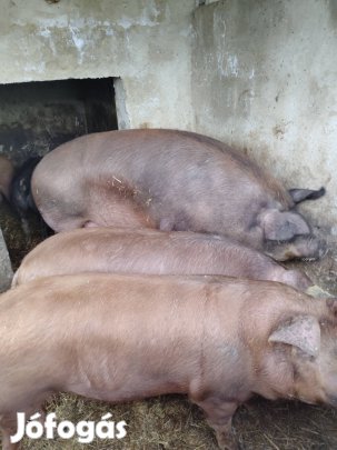 Duroc hízók eladók 