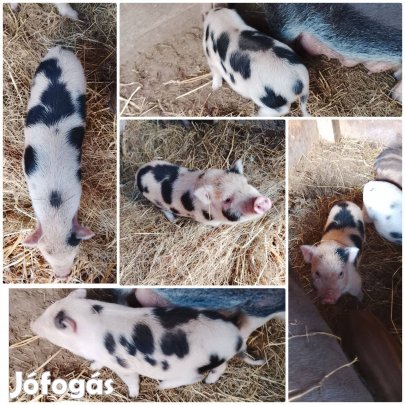 Duroc keresztezett malacok