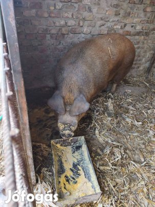 Duroc koca eladó