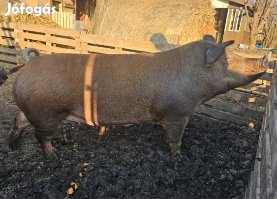 Duroc koca eladó