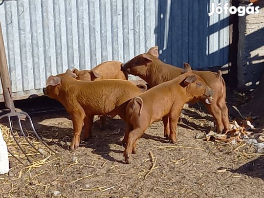 Duroc malacok