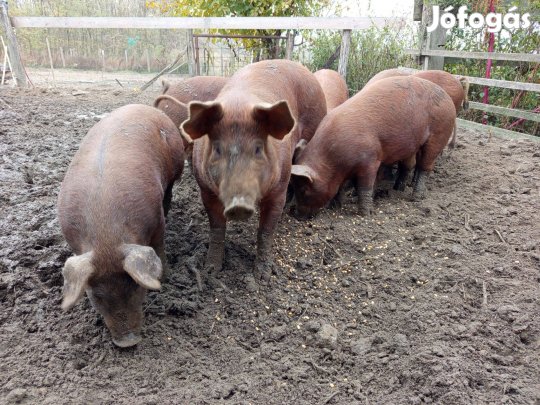 Duroc süldők hizók