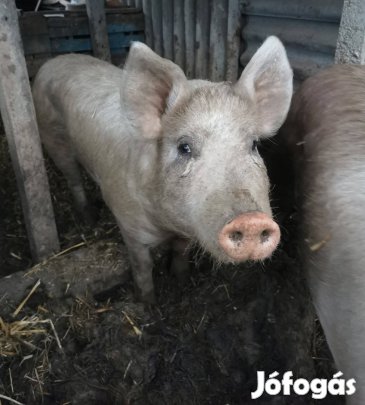 Duroc x nagyfehér disznó, sertés 