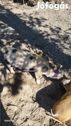 Durok 3 hónapos kan