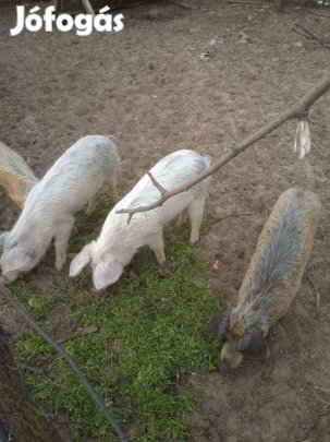 Durok * fehér süldők eladóak Kiskunhalason!