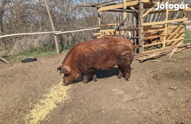 Durok (duroc) kan eladó