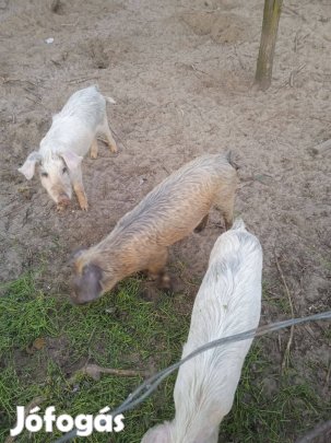 Durok *fehér süldő malacok eladóak!