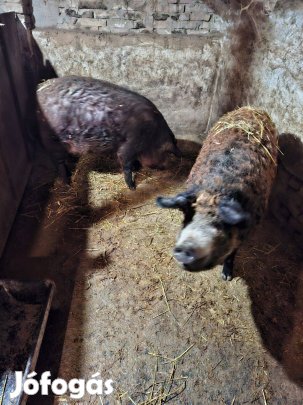 Durok és mangalica keverék hízó eladó