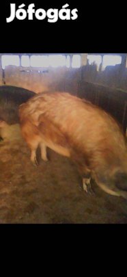 Durok-manga hízók kaphatók!