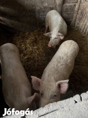 Durok mangalica keverék hizók