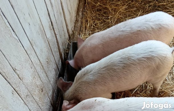 Durok nagyfehér süldő.