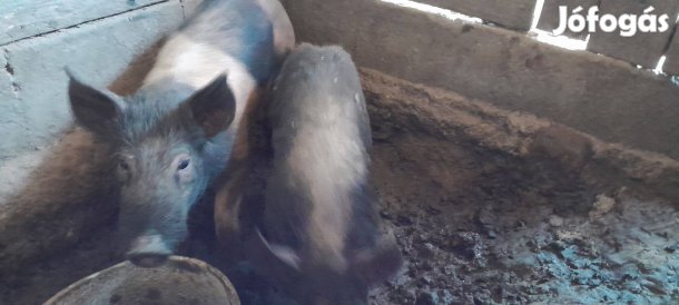 Durok pietrain keverék malacok eladóak
