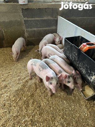 Durok x Magyar nagyfehér malacok eladóak
