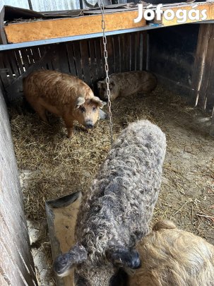 Durok x Mangalica hizók. Krumplin,tökön, vegyes takarmányon tartott
