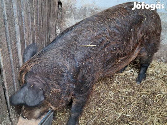 Durok x Mangalica kan