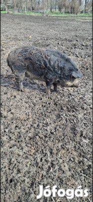 Durok x Mangalica keverék hízó bio tartásból