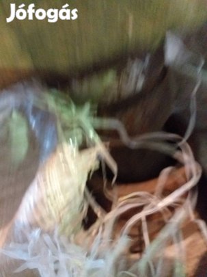 Dutra ue28 főtengely