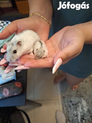 Dzsungaliai törpehörcsög babak