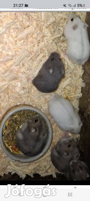 Dzsungáriai törpehörcsög