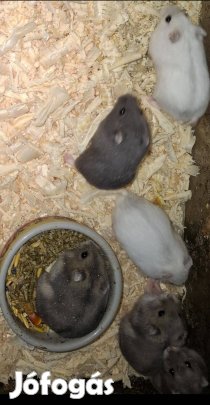 Dzsungáriai törpehörcsög cserére