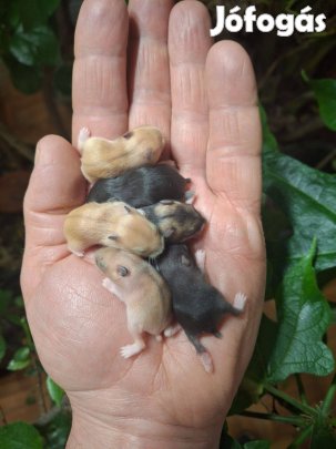 Dzsungáriai törpehörcsög hörcsög