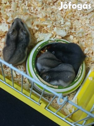 Dzsungáriai törpehörcsög hörcsög